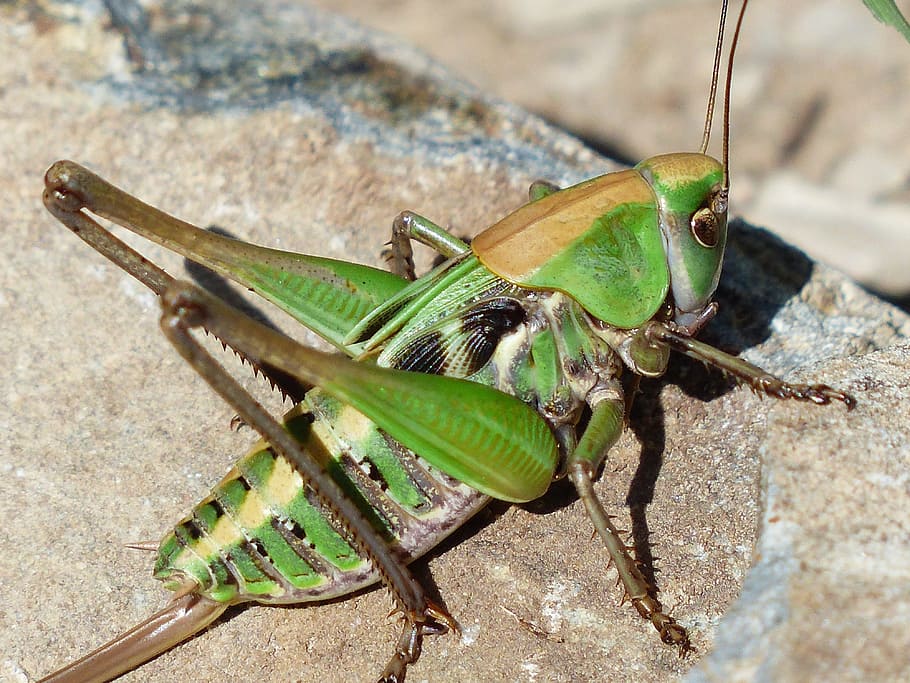 Green Grasshopper on Brown Stone, close-up, insect, rock, animal themes HD wallpaper