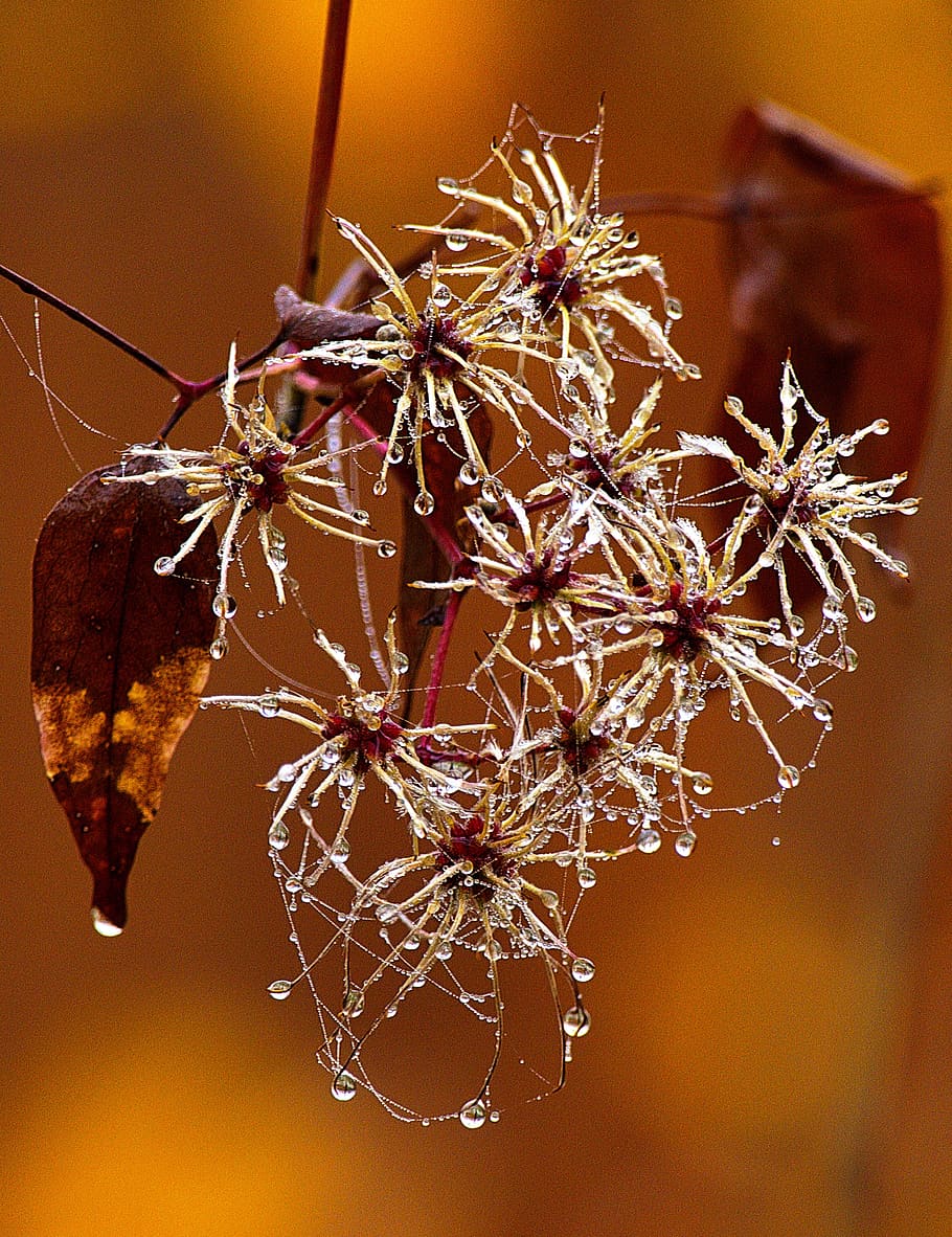 fog, dewdrop, infructescence, morgentau, backlighting, droplets HD wallpaper