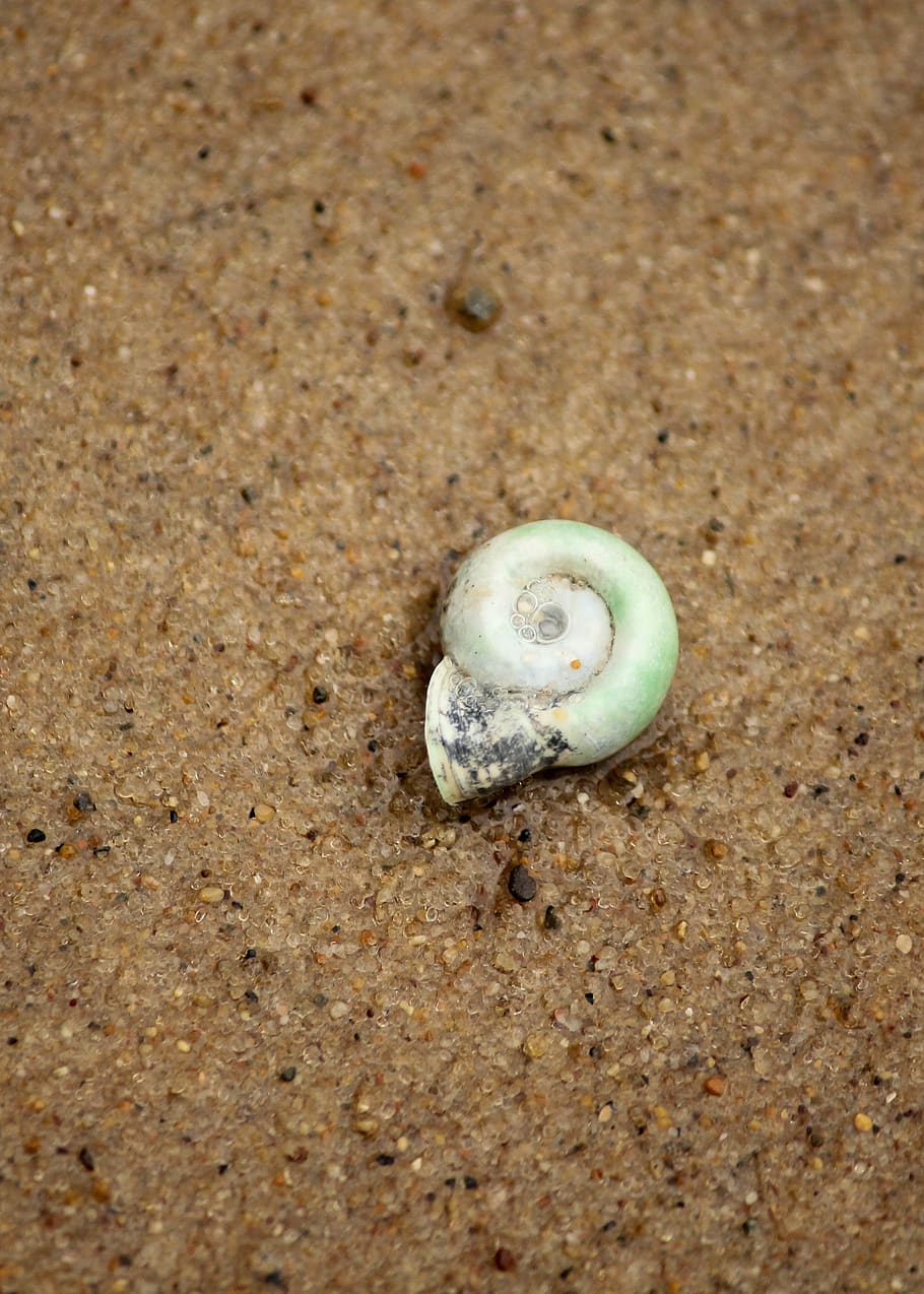 shell, beach, ocean, lake, sand, land, animal, no people, close-up HD wallpaper