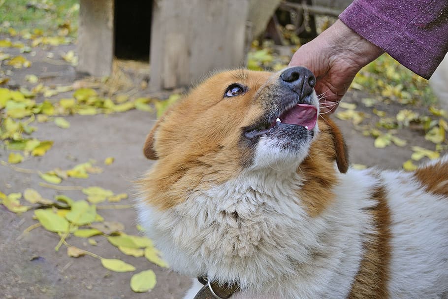 dog, loyalty, devotion, pet, view, animal, each, views, portrait HD wallpaper