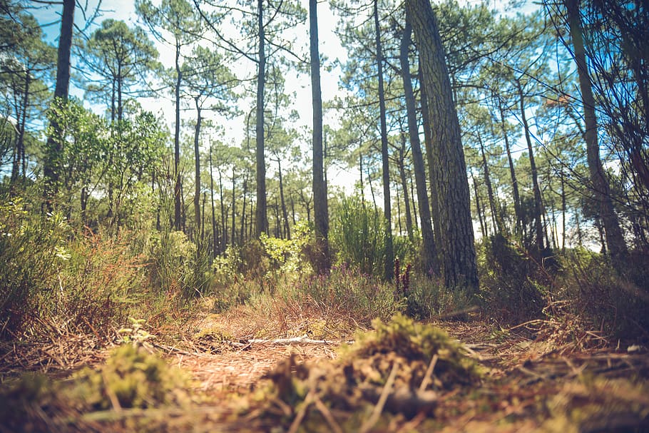 tree, forest, shrubs, plant, land, growth, tranquility, nature HD wallpaper