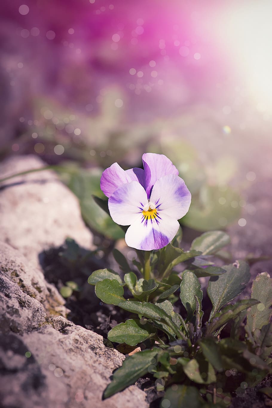 Purple and White Pansy Flower, bloom, blooming, blossom, blur HD wallpaper