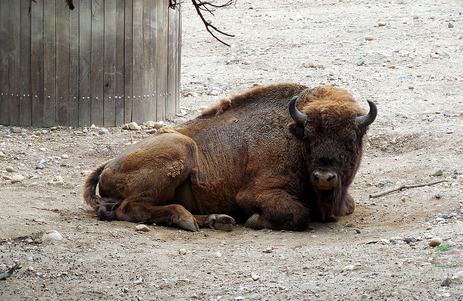 bison, rest, animal, animal themes, mammal, vertebrate, animals in the wild HD wallpaper