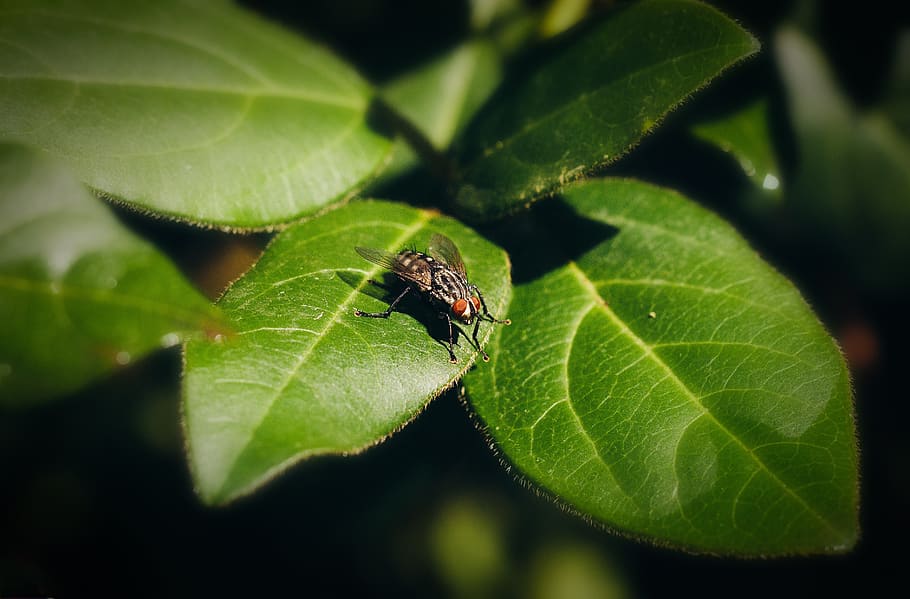 fly, insect, insects, nature, magnification, green, leaf, plant part HD wallpaper