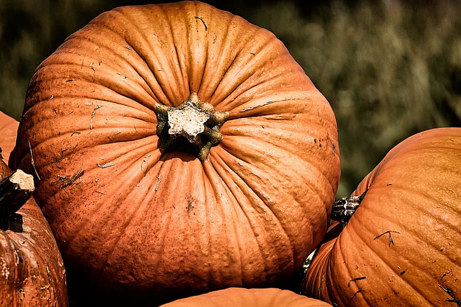 pumpkins, colorful, autumn, decoration, decorative squashes