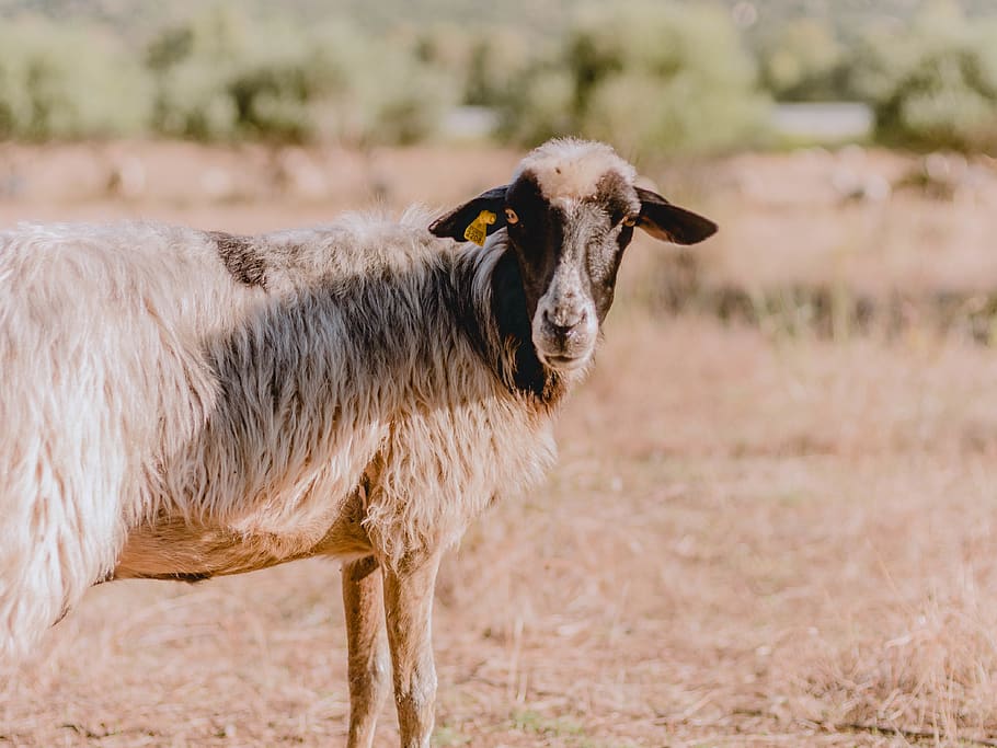 short-coated white goat, animal, mammal, sardinia, italy, animal themes HD wallpaper
