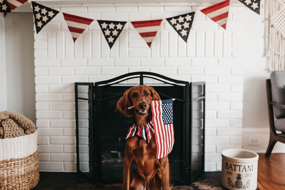 short-coated brown dog biting American flag, 4 th of july, puppy, HD wallpaper