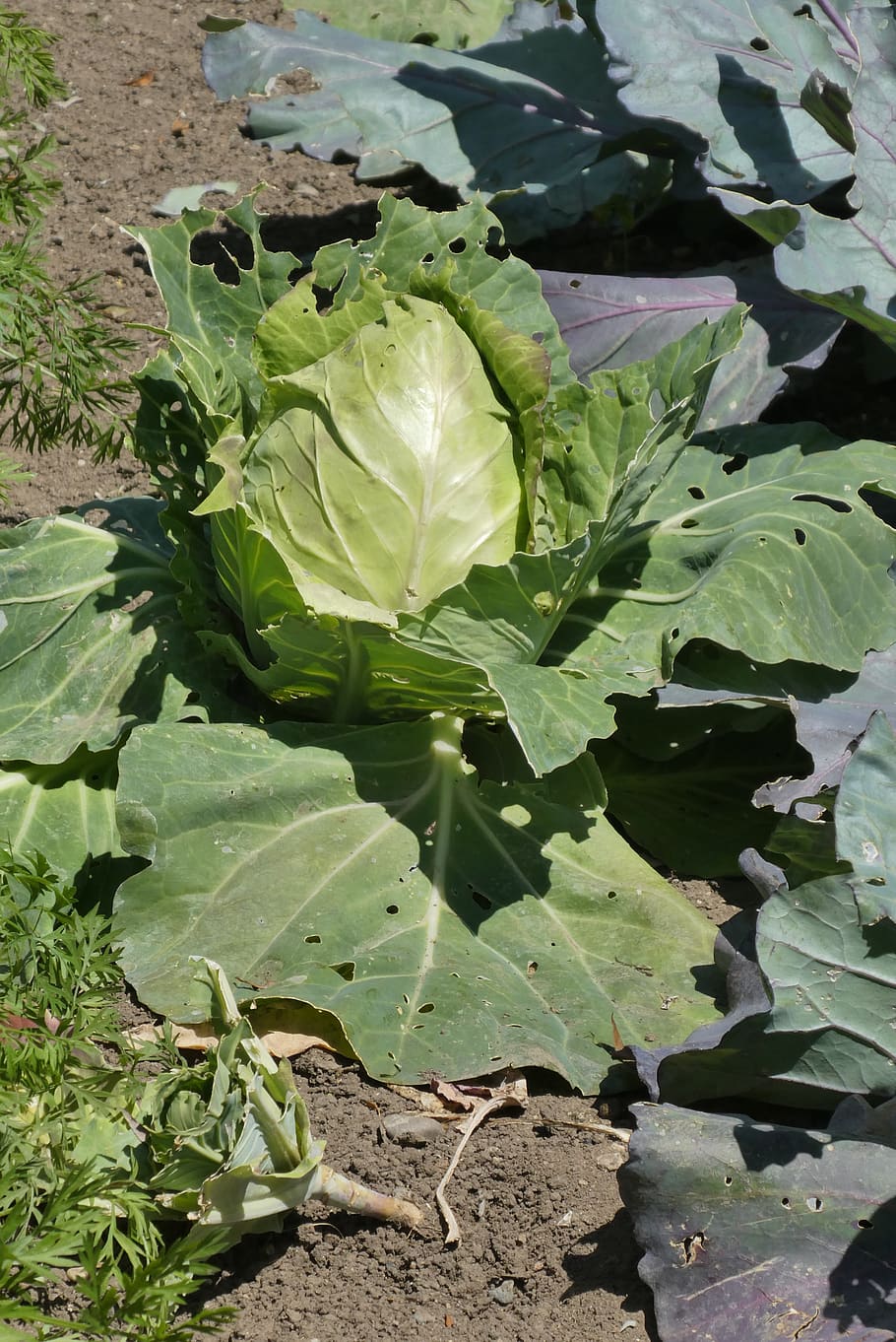 cabbage, vegetable, fresh, food, healthy, vitamins, vegetables HD wallpaper