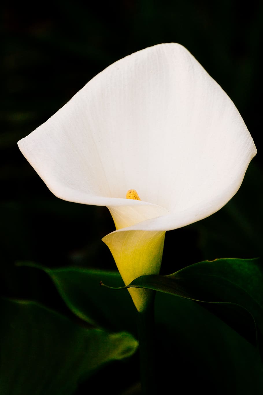 white petaled flower, plant, blossom, silverton, oregon, the oregon gardens HD wallpaper