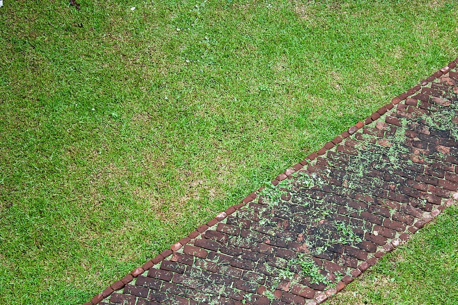 wallpaper, pattern, grass, plant, green color, growth, high angle view HD wallpaper
