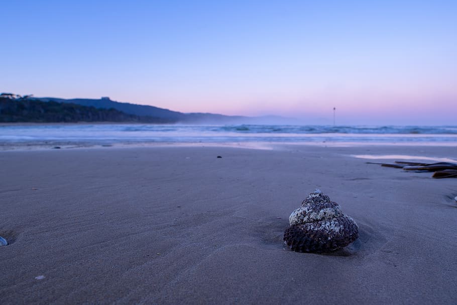 brown seashell, ocean, beach, water, new zealand, papatowai, coast HD wallpaper