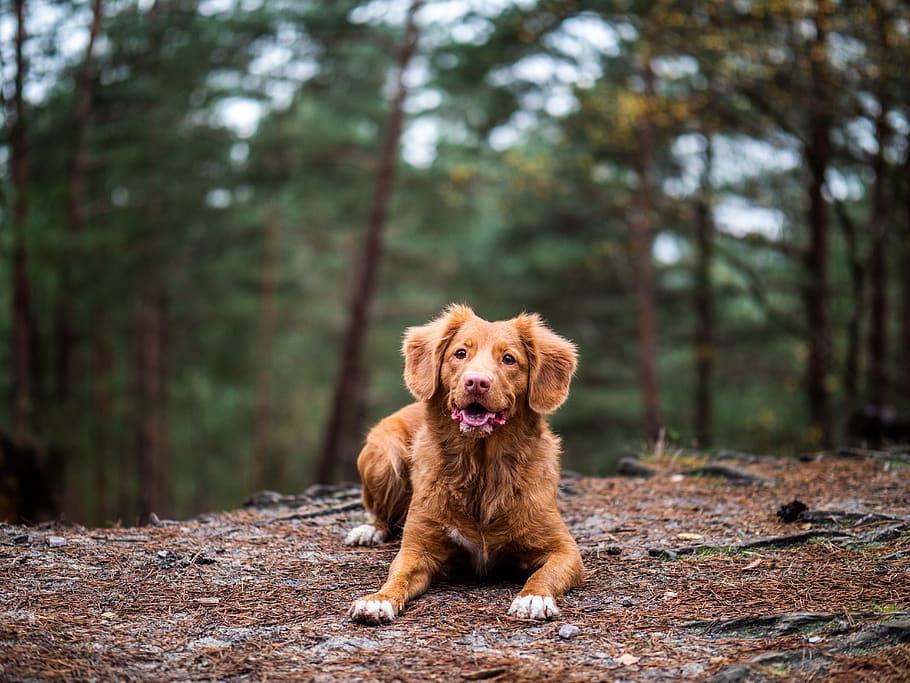 puppy at the forest, one animal, dog, canine, mammal, domestic HD wallpaper