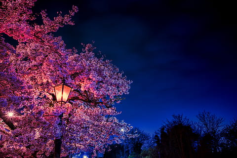 pink tree at night, plant, illuminated, sky, nature, beauty in nature HD wallpaper
