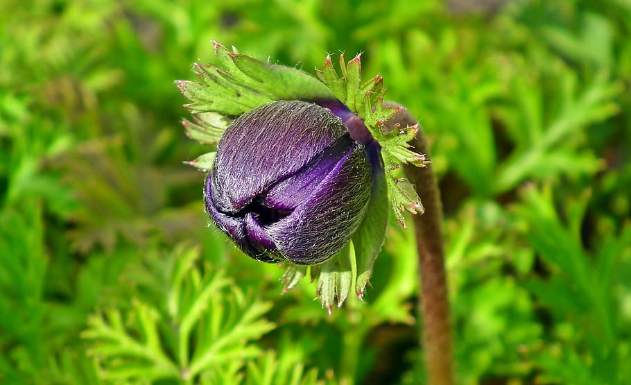 anemone, flower, bud, spring, garden, jaskrowate, macro, nature HD wallpaper