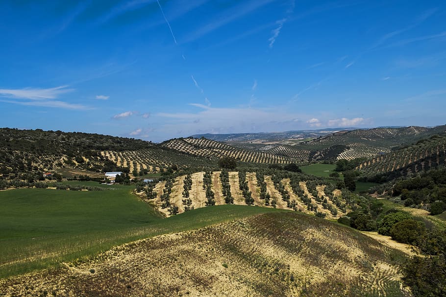 olives, andalucia, spain, trees, extra virgin, lanscape, fields HD wallpaper