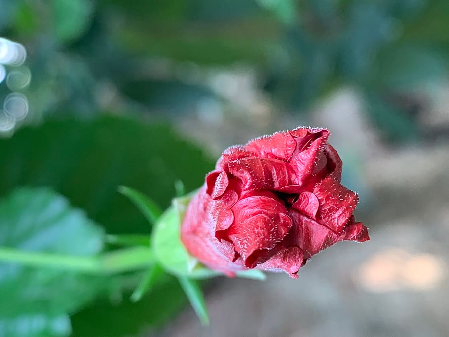 india, dharhara kasba, flower, flowering plant, beauty in nature HD wallpaper