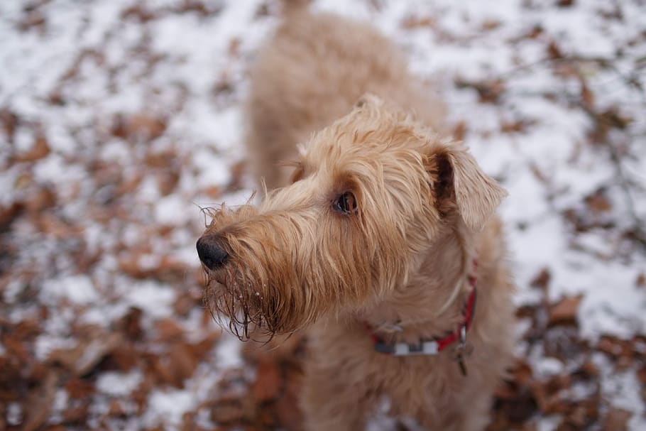 dog, winter, pet, snow, love, happiness, animal, puppy, cute HD wallpaper