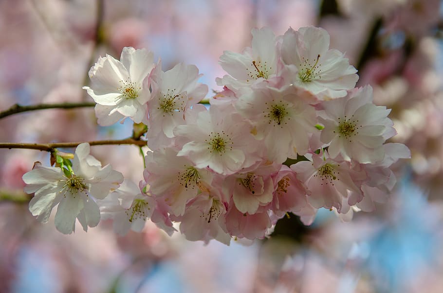 tree, flower, spring, cherry, japanese, pink, nature, color HD wallpaper