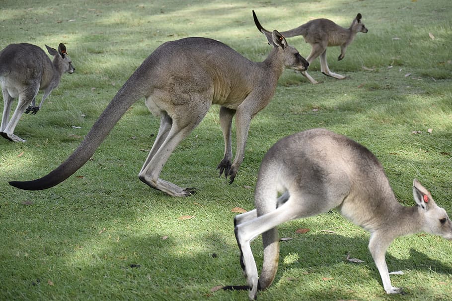 australia, nature, kangaroo, group of animals, animal themes HD wallpaper