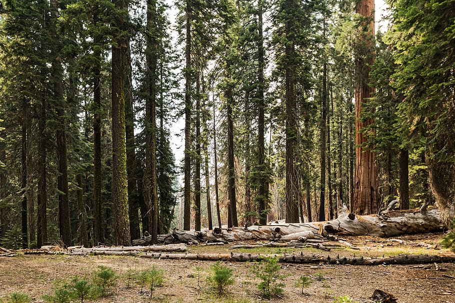 forest, sequoia, trees, nature, plant, trunk, land, tree trunk HD wallpaper