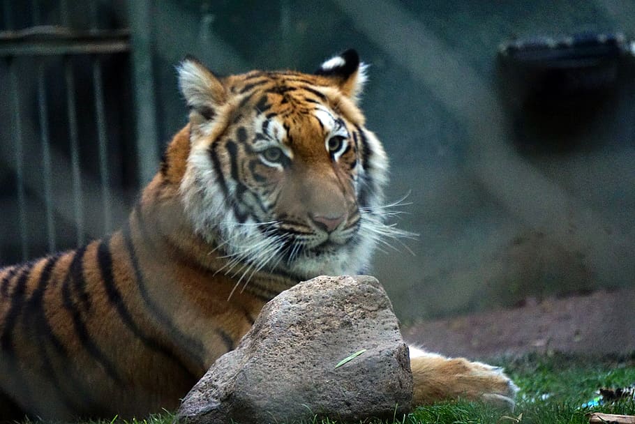 animal themes, feline, mammal, big cat, animal wildlife, one animal HD wallpaper