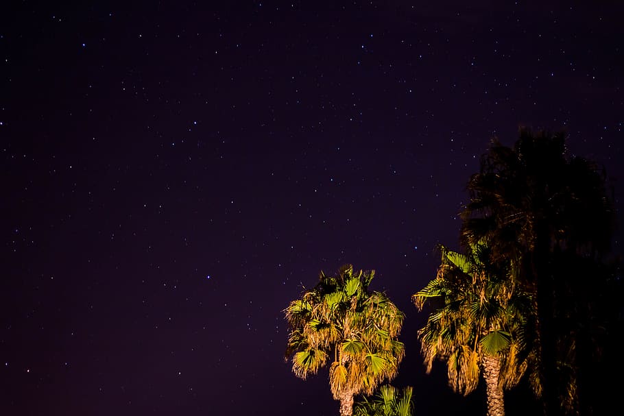 night, star - space, tree, astronomy, plant, beauty in nature HD wallpaper