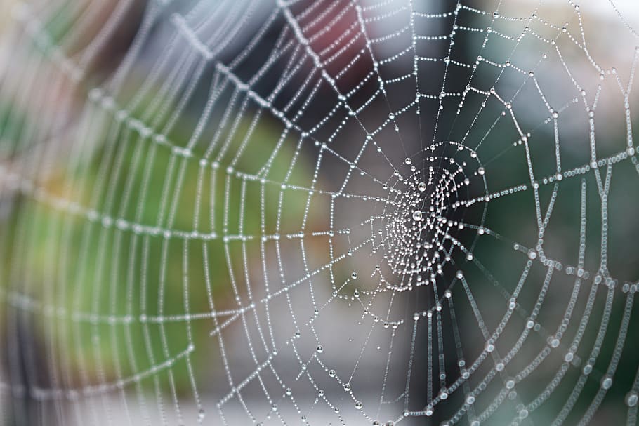 web, spider, garden, macro, nature, spider web, fragility, close-up HD wallpaper