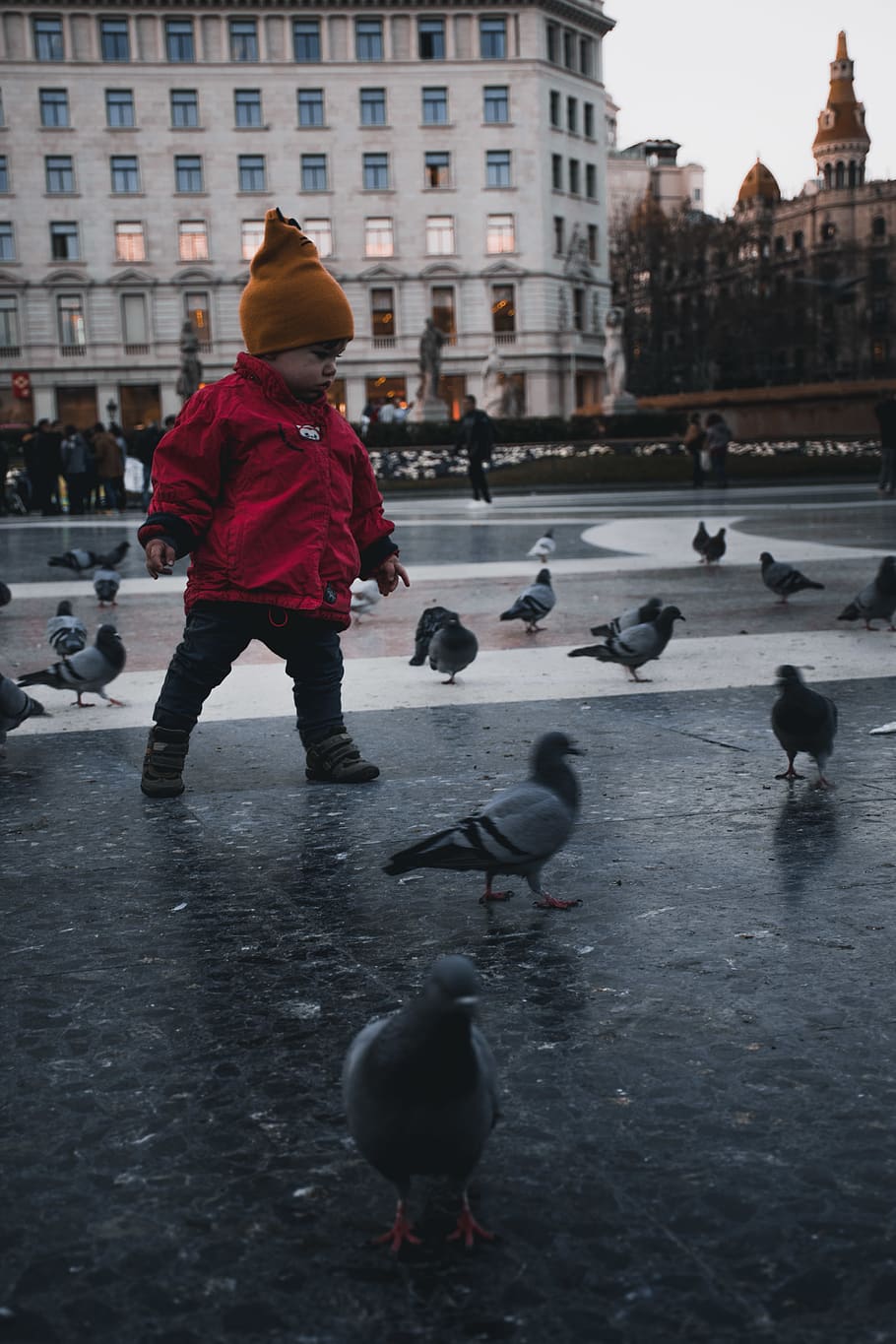 boy standing near pigeons, animal, bird, human, person, dove