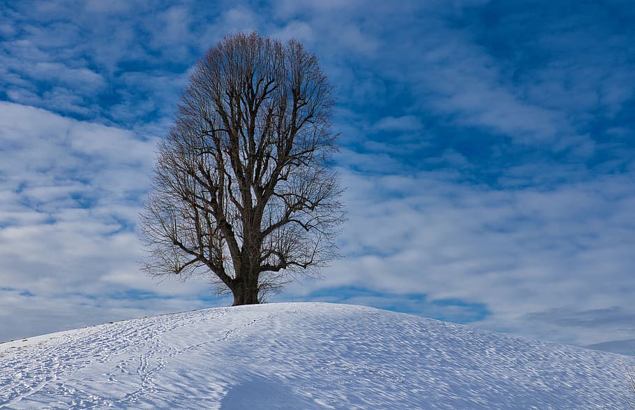 tree, snow, landscape, wintry, snow landscape, winter magic HD wallpaper