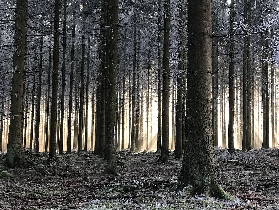 snow covered tall trees, forest, plant, woodland, tree trunk HD wallpaper