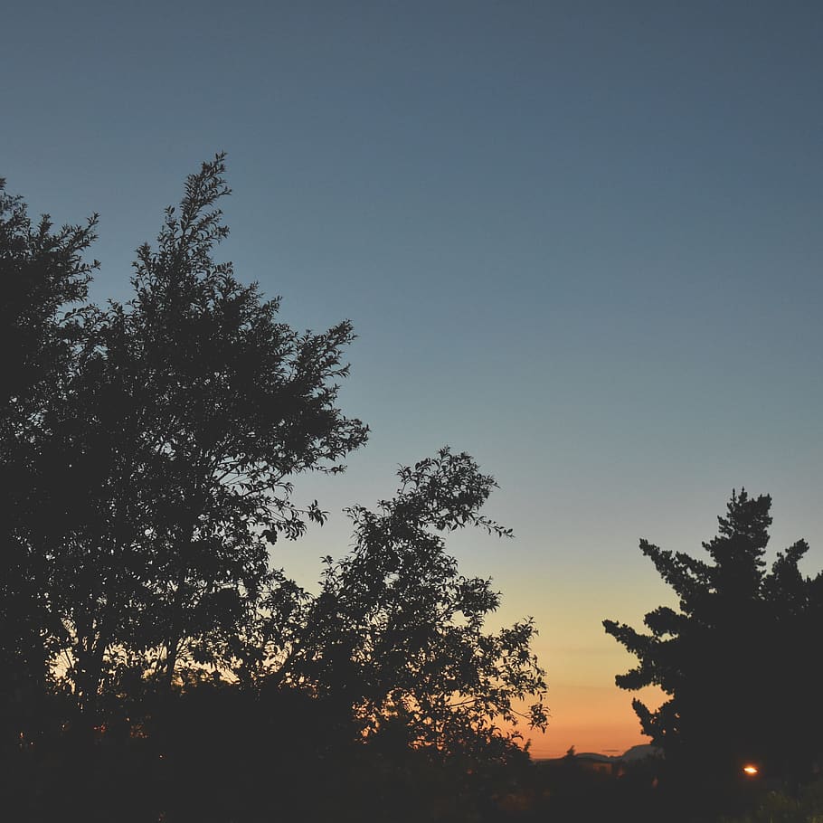 colombia, tree, plant, sky, silhouette, beauty in nature, tranquility HD wallpaper