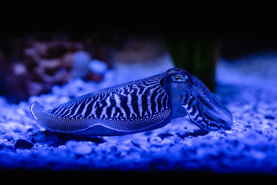 black and white striped squid, animal themes, animal wildlife, HD wallpaper