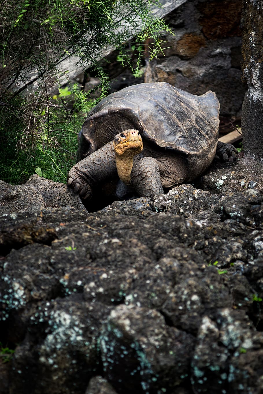 Tortoise on Rock, animal, animal photography, close-up, daylight, HD wallpaper