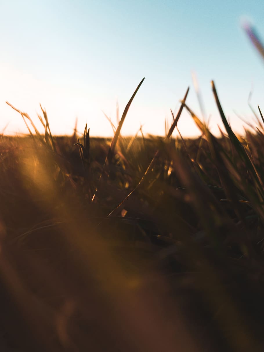 grass, yellow, white, sun, warm, farm, sky, field, growth, land HD wallpaper