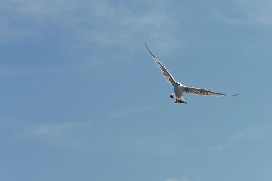 seagull, bird, air, fly, nature, flying, animals in the wild HD wallpaper