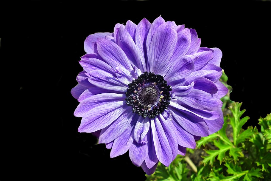 anemone, flower, blue, spring, garden, jaskrowate, macro, beautiful HD wallpaper