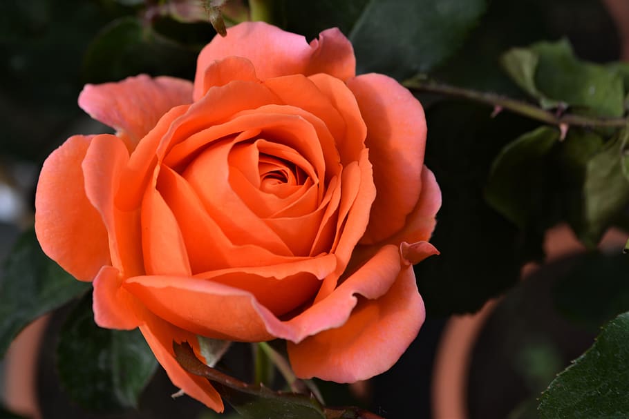rose, orange, blossom, bloom, flower, orange rose, orange roses HD wallpaper