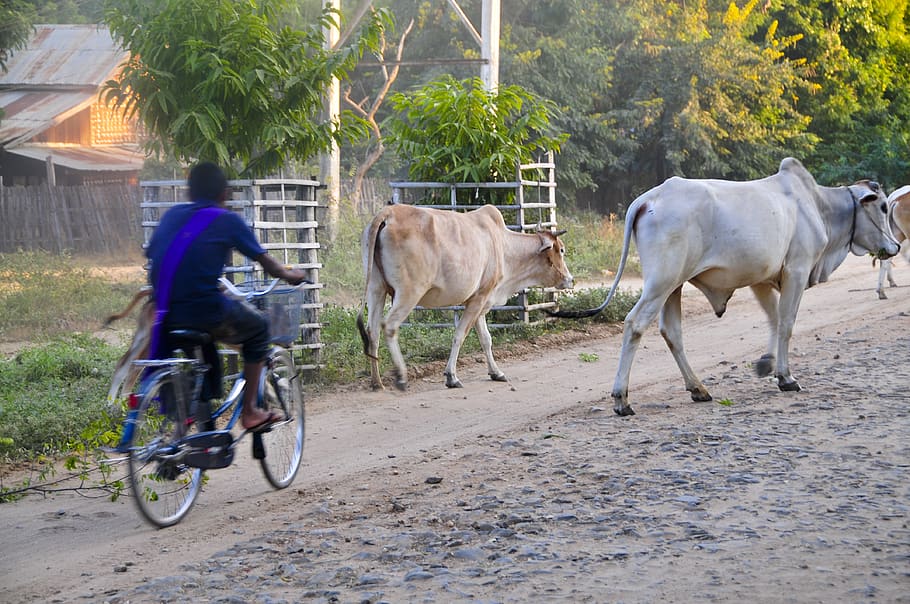 myanmar (burma), old bagan, bikes, oxen, cows, livestock, domestic animals, HD wallpaper