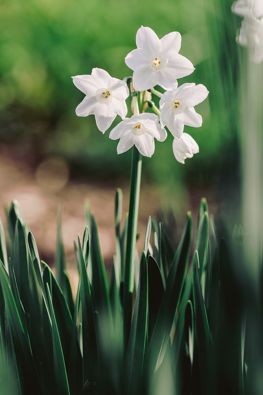 paperwhite daffodils in bloom close-up photography, flower, plant, HD wallpaper
