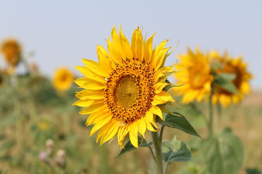 flower, sunflower, bloom, yellow, flora, petals, plant, bright HD wallpaper