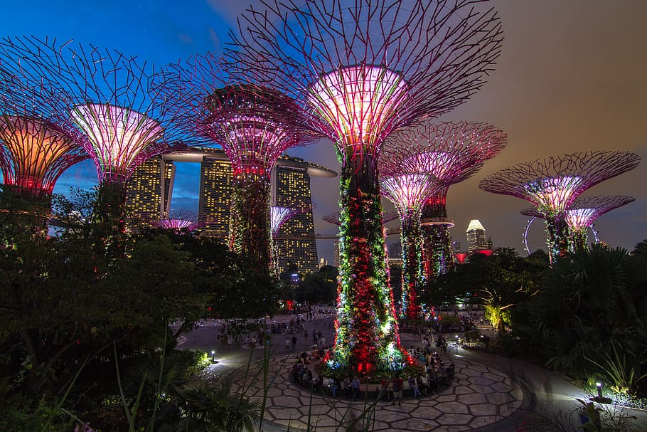 green plants, singapore, night, tree, garden, gardens by the bay HD wallpaper