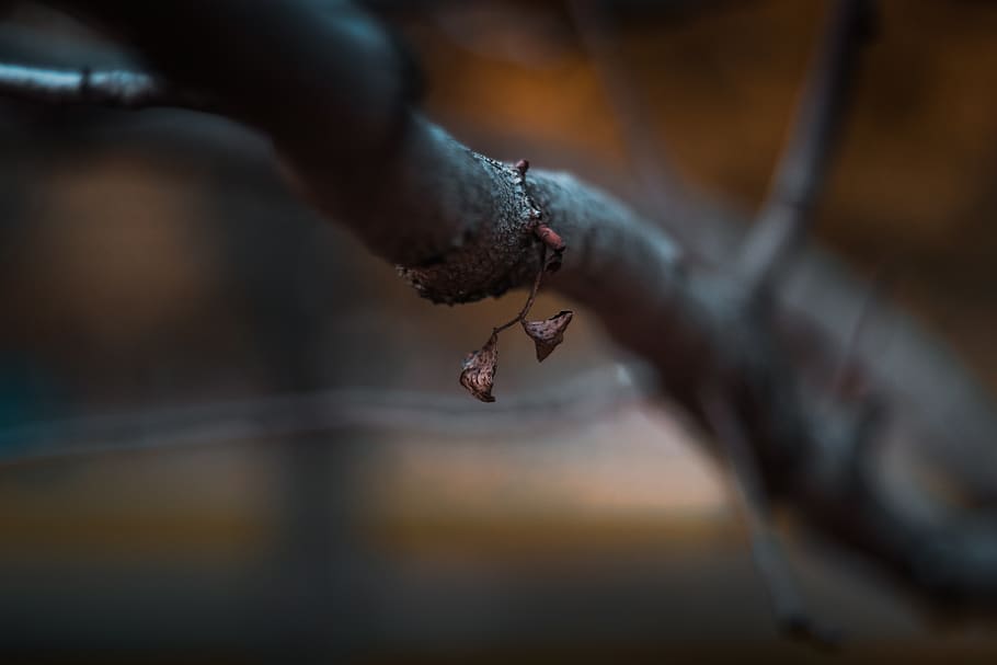 Selective Focus Photography of Tree Branch, blurred background HD wallpaper