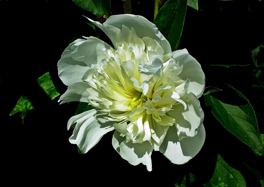 flower, peony, white, spring, garden, macro, nature, blossoming, HD wallpaper