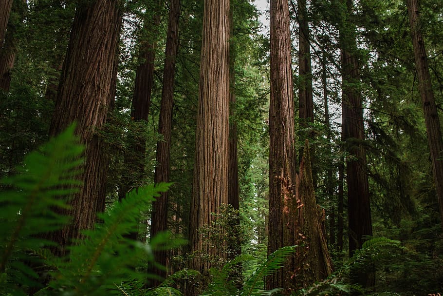 green leafed trees photo, redwood forest, plant, fern, foliage, HD wallpaper