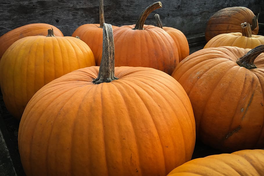 pumpkin lot, food and drink, orange color, vegetable, healthy eating HD wallpaper