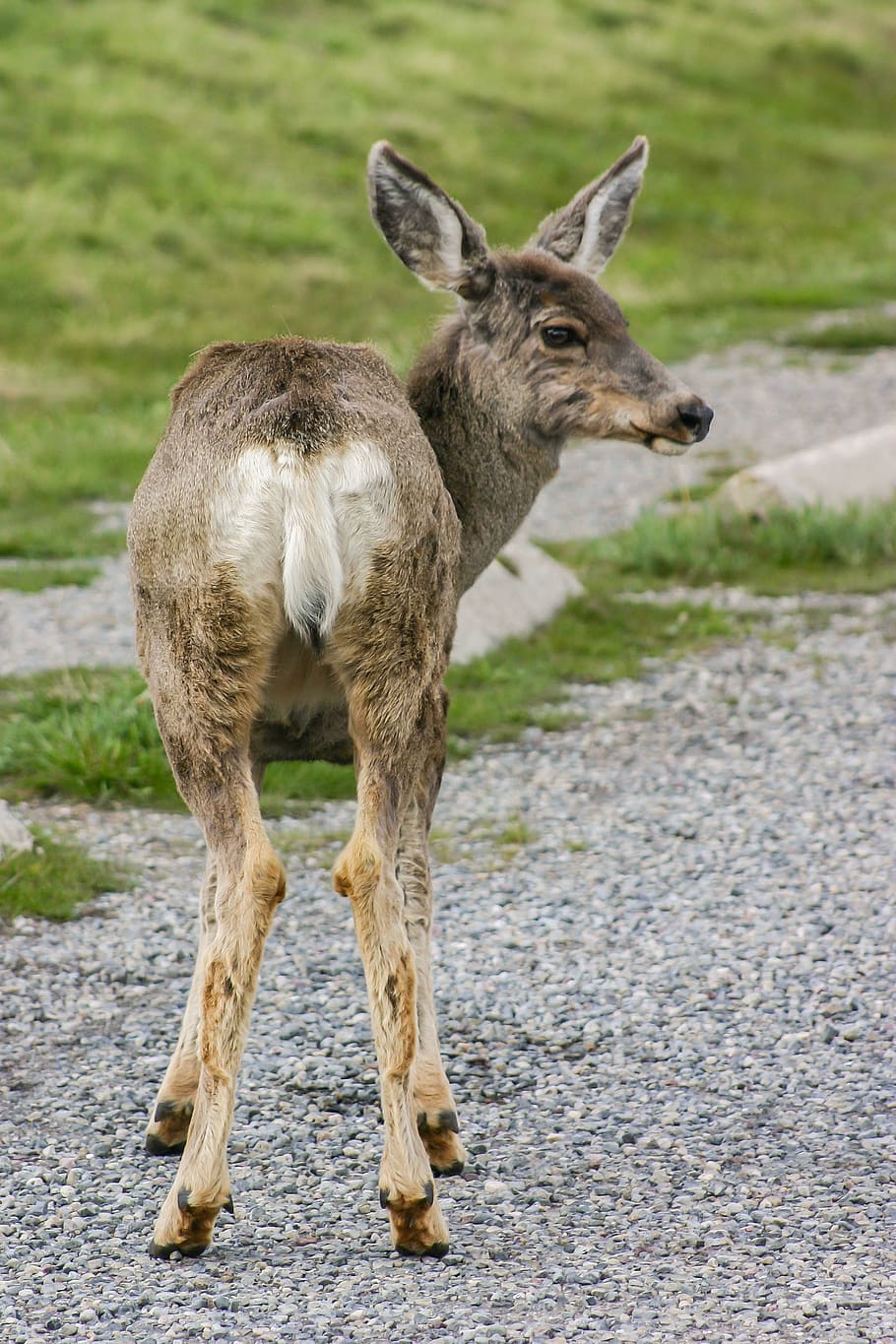 roe deer, canada, wild, funny, nature, animal world, mammal HD wallpaper