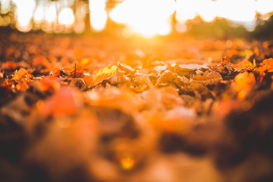 leaves, ground, nature, fall, autumn, sunlight, sunshine, plant part HD wallpaper