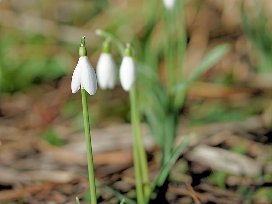 snowdrop, flower, spring, blossom, bloom, nature, season, leaf HD wallpaper