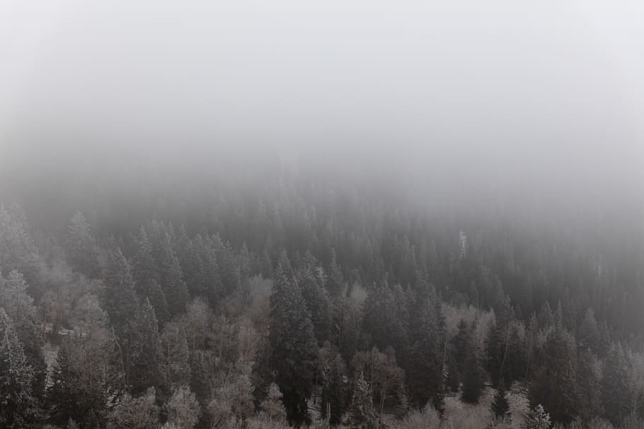 united states, tushar mountains, winter, trees, fog, patrick hendry, HD wallpaper