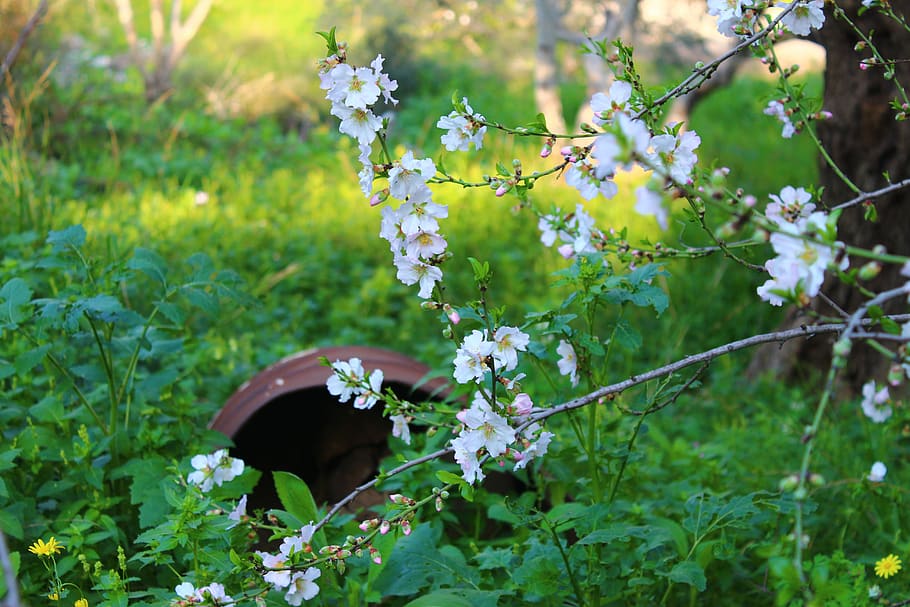israel, ar'ara, plant, flowering plant, beauty in nature, growth HD wallpaper